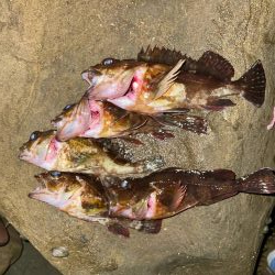 ガシリング爆釣